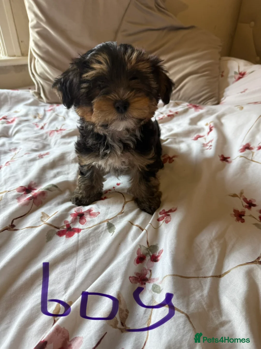 Yorkshire Terrier dogs for sale: Miniature Yorkshire Terrier  - Advert 2
