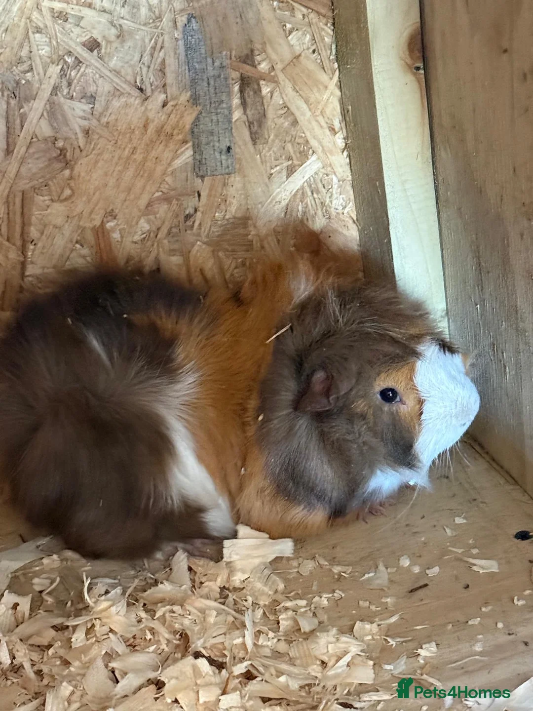 Guinea Pig rodents for sale: Guinea pig  - Advert 2
