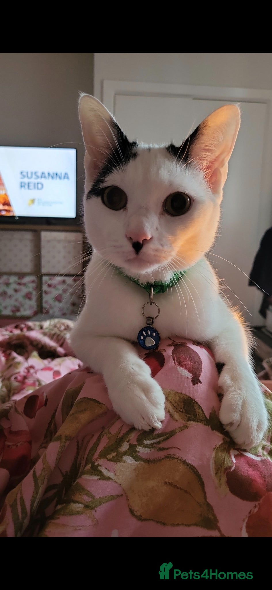 Domestic Shorthair cats 🐾 Loving Home Needed for a Rainbow 🐾 - Advert 2