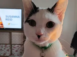 Domestic Shorthair cats 🐾 Loving Home Needed for a Rainbow 🐾 - Advert 2