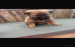 German Shepherd dogs for sale: German shepherd puppies - Image 5