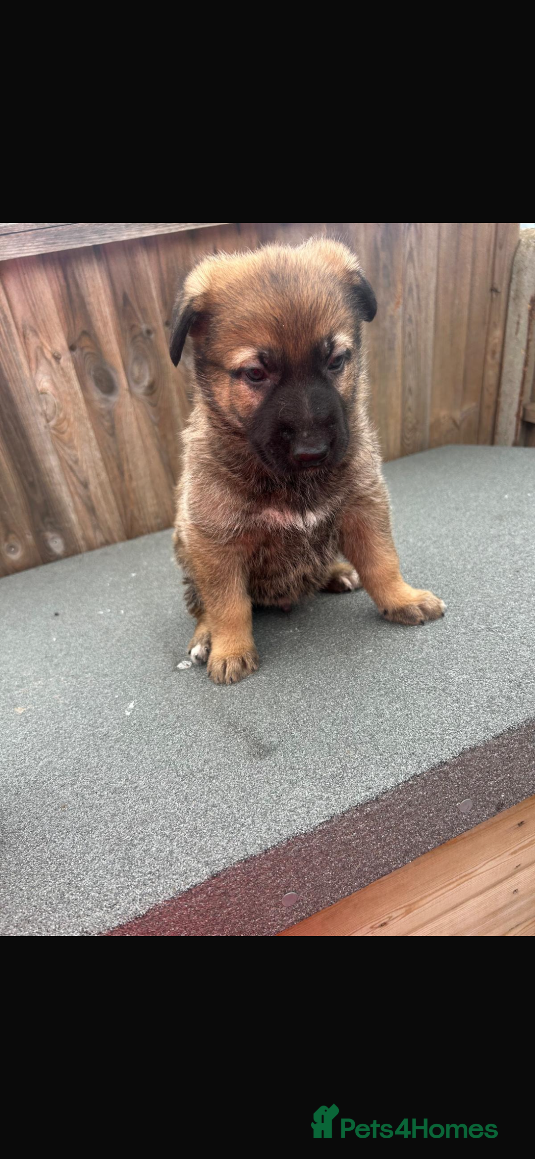 German Shepherd dogs for sale: German shepherd puppies - Image 5