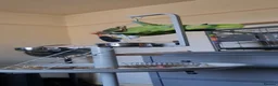 Parrots birds for sale: Male Yellow Naped Amazon - Advert 4