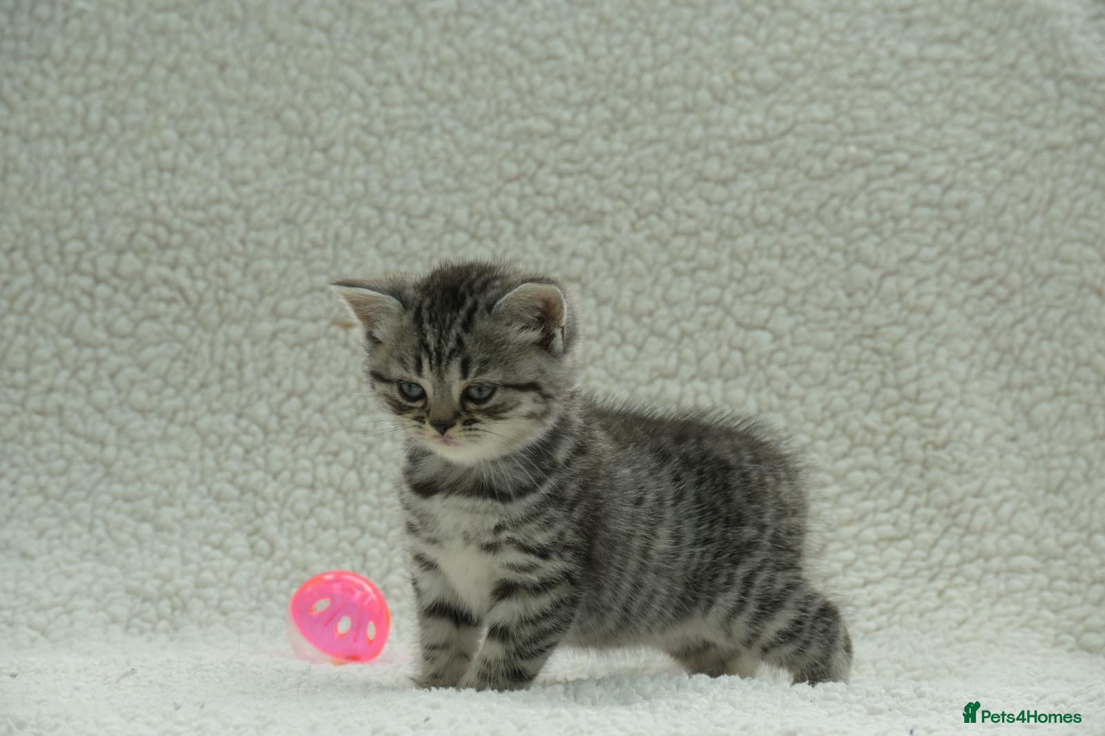 British Shorthair cats Gccf registered British Shorthair silver tabby's  - Advert 2