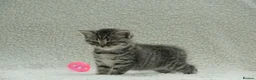British Shorthair cats for sale: Gccf registered British Shorthair silver tabby's  - Advert 18