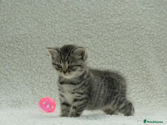 British Shorthair cats for sale: Gccf registered British Shorthair silver tabby's - Advert 2