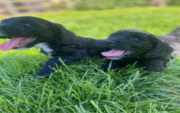 Sproodle dogs for sale: Stunning F1 sproodle  - Image 30