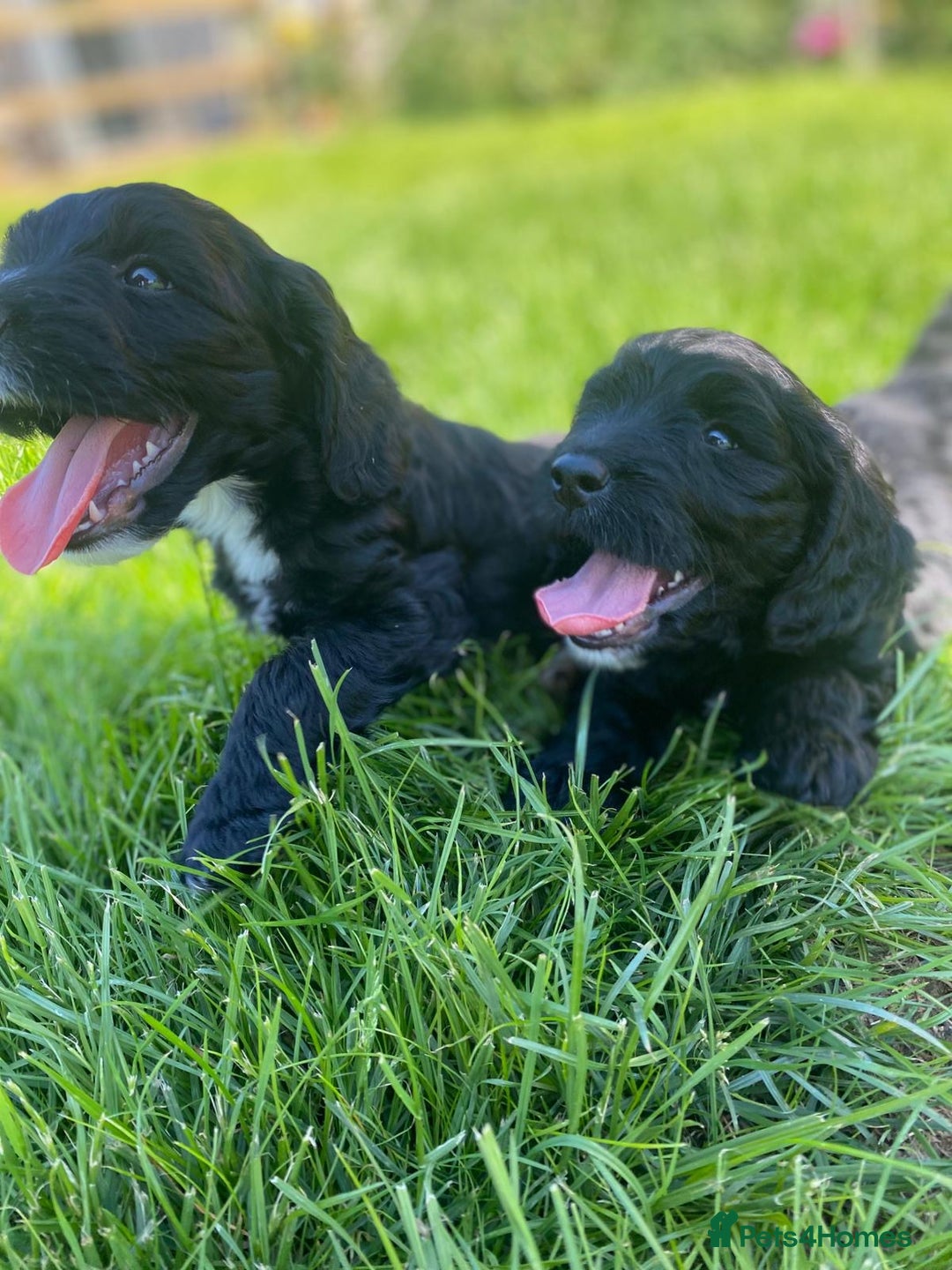 Sproodle dogs for sale: Stunning F1 sproodle  - Image 30