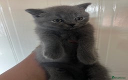 British Shorthair cats for sale: Beautiful British blues - Image 2