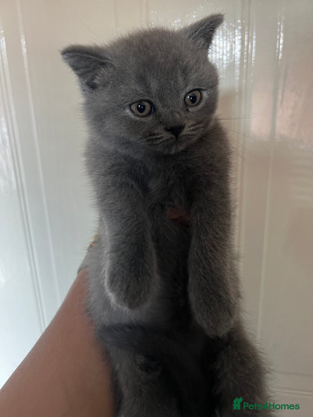 British Shorthair cats for sale: Beautiful British blues - Image 2