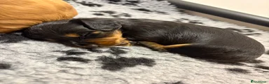 Black & Tan Long Haired - Female