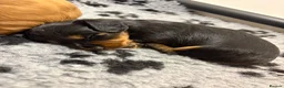 Miniature Dachshund dogs for sale: KC Long Haired Mini Dachshund - Cream/Red/Black - Advert 12