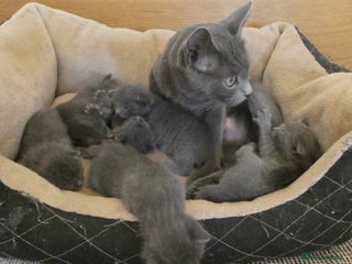 Russian Blue cats - Advert 4