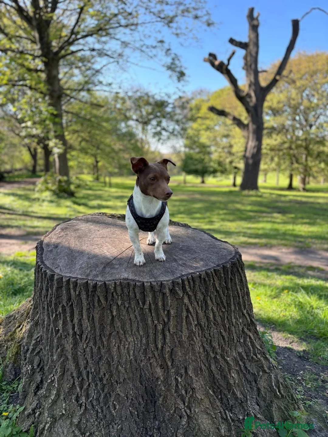 Jack Russell dogs for stud: Miniature jack Russell  - Advert 2