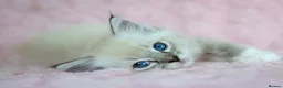 Ragdoll cats for sale: Stunning Ragdolls Reserve Now. - Advert 22