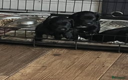 Cocker Spaniel dogs for sale: LAST LITTLE BOY  6 adorable Cocker Spaniel pups - Advert 18