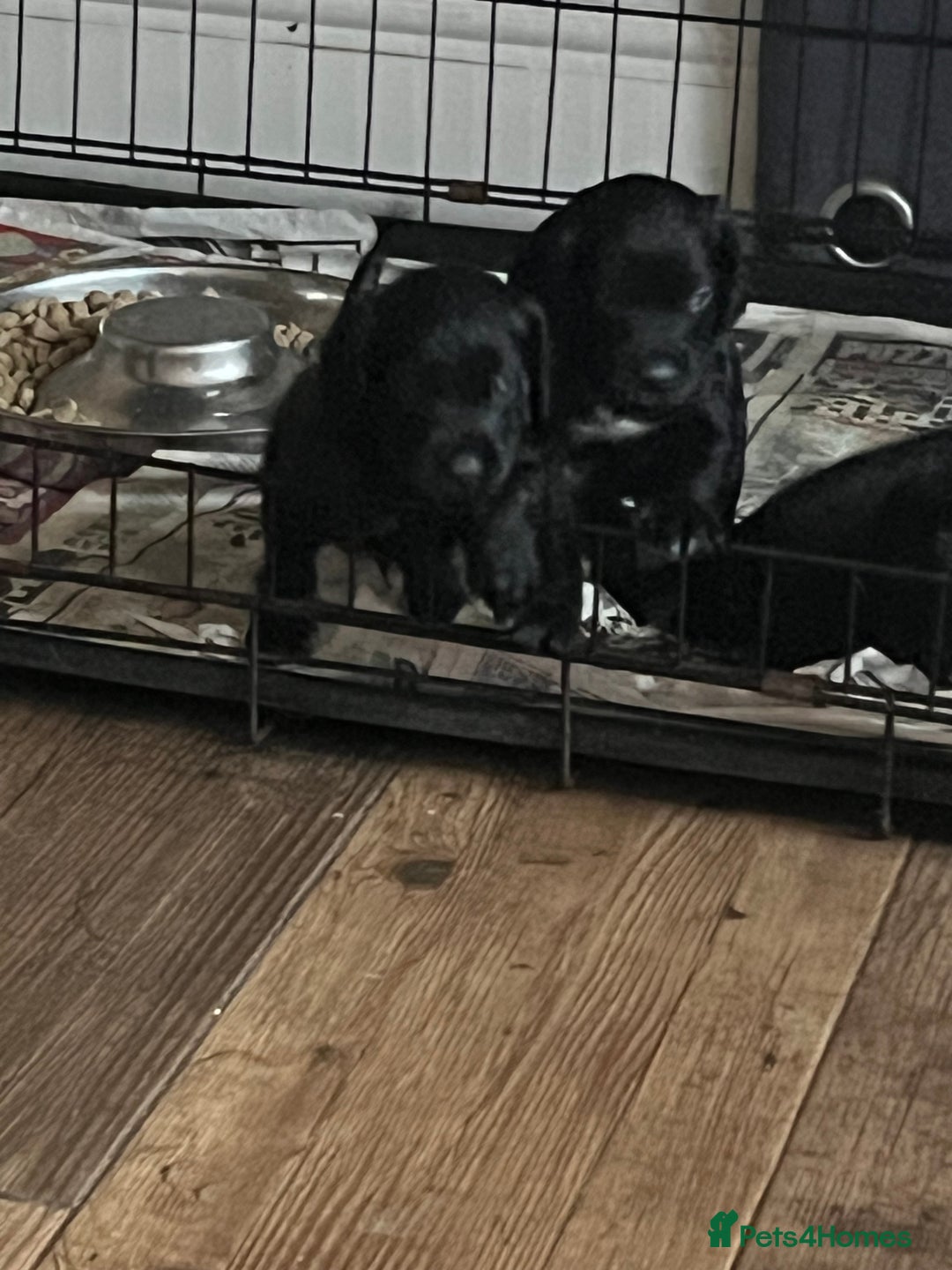 Cocker Spaniel dogs for sale: LAST LITTLE BOY  6 adorable Cocker Spaniel pups - Advert 18