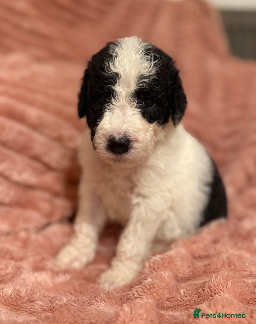 Sheepadoodle dogs for sale: Lovely Litter of F1 Sheepadoodles 5⭐️ license  - Image 22