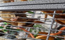 Sugar Glider rodents for sale: 3 sugar gliders and full set up - Advert 13