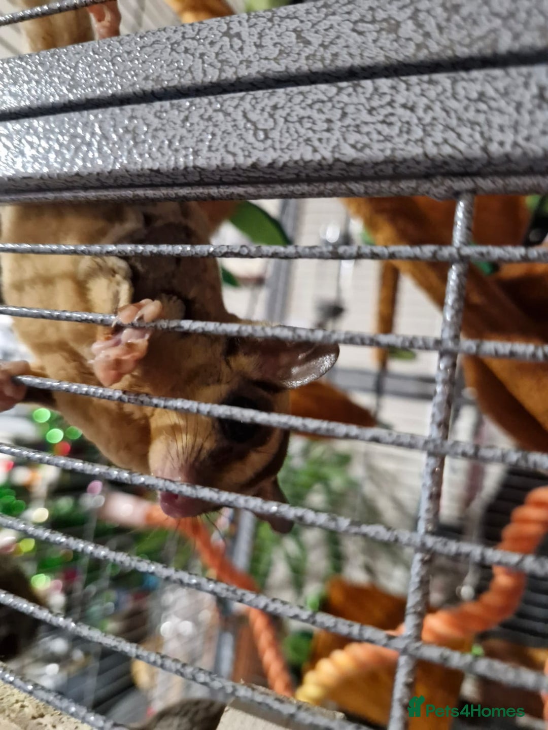 Sugar Glider rodents for sale: 3 sugar gliders and full set up - Advert 13