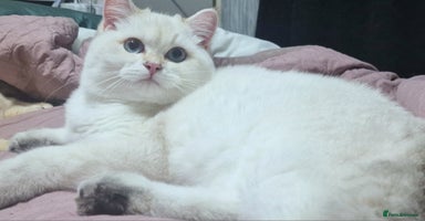 British Shorthair cats Golden British shorthair Pedigree Neutered  - Advert 7