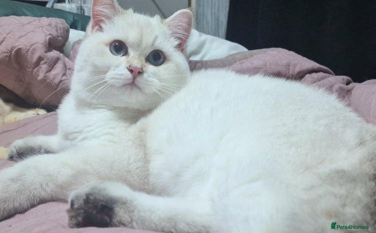 British Shorthair cats - Advert 2