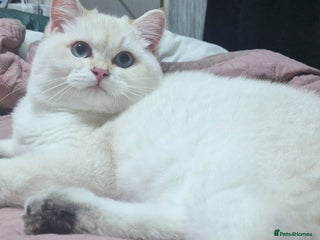 British Shorthair cats Golden British shorthair Pedigree Neutered - Advert 2