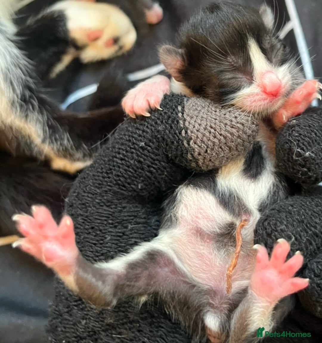 Mixed Breed cats for sale: Beautiful kittens for sale 🥰 - Advert 2