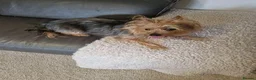 Yorkshire Terrier dogs for sale: Our girl needs a good home in Edinburgh - Advert 5