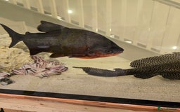 Other/Mixed Breed fish for sale: Free large red-bellied pacu  - Image 2