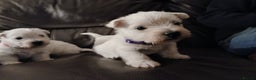 West Highland Terrier dogs for sale: 3 beautiful Westie pups - Advert 12