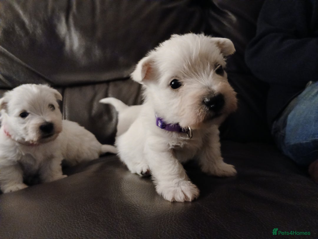 West Highland Terrier dogs for sale: 3 beautiful Westie pups - Advert 12