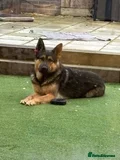 Mixed Breed dogs German shepard / Mali Protection trained - Advert 16