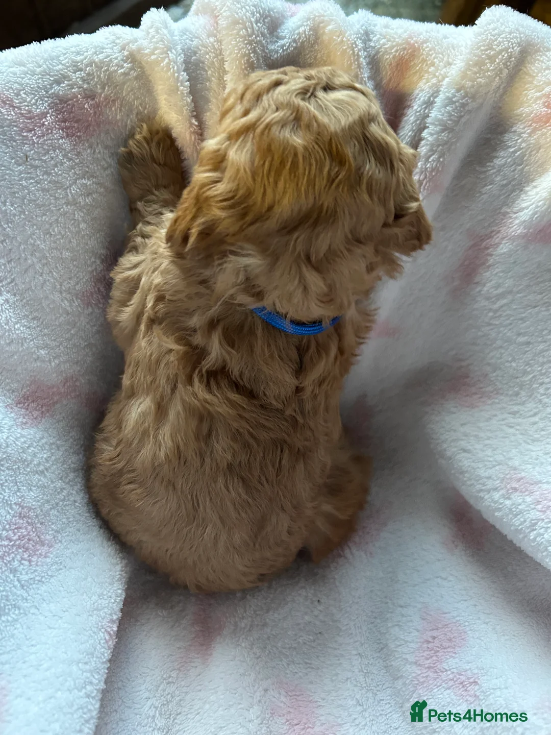 Cavapoo dogs for sale: Adventures of a curly cavapoo no further  - Advert 25