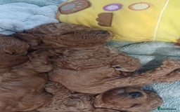 Cockapoo dogs for sale: Beautiful cockapoo puppies  - Image 7