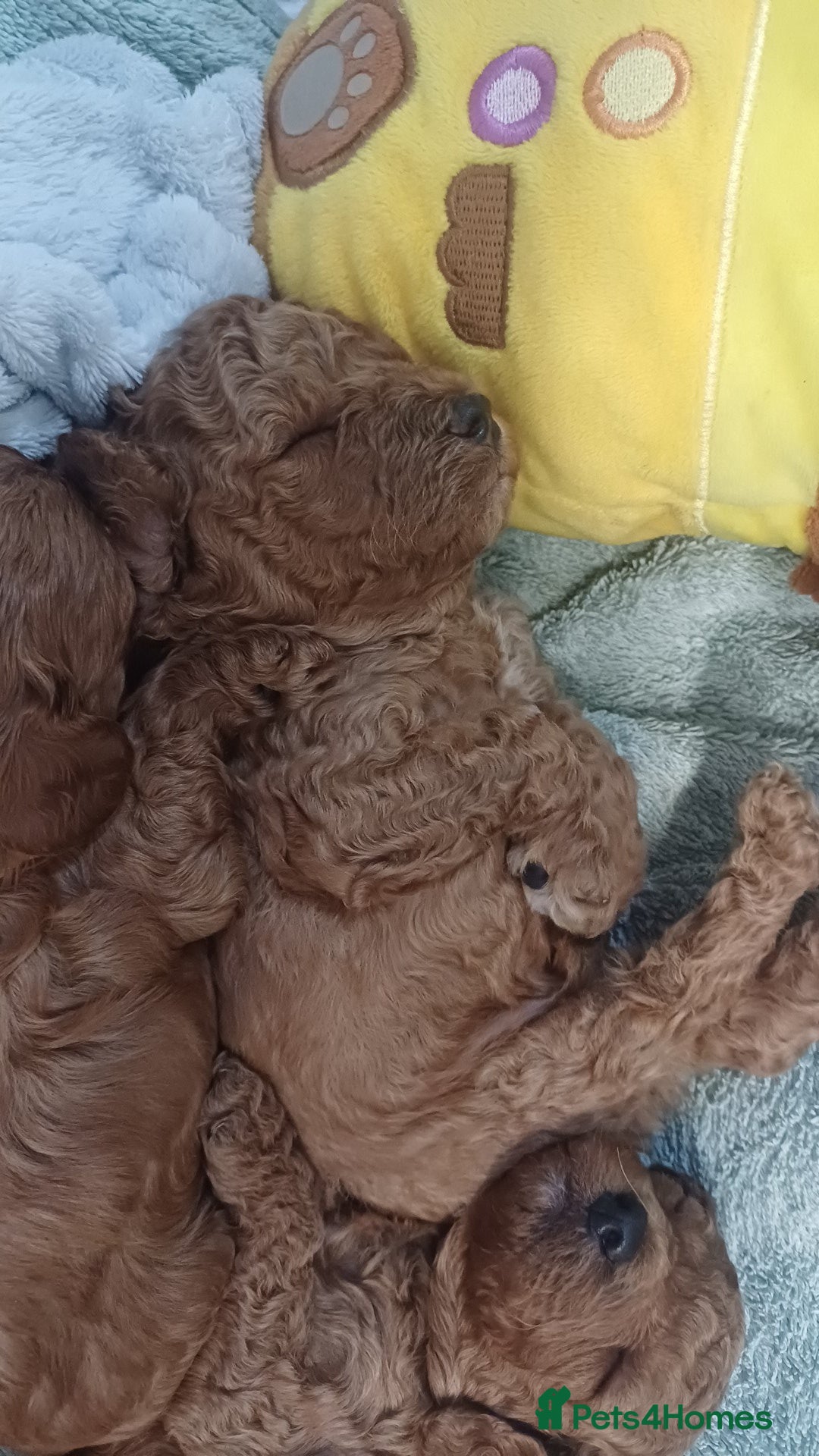 Cockapoo dogs for sale: Beautiful cockapoo puppies  - Image 7