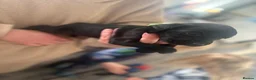Springador dogs for sale: Adorable Black Springador Puppies - Advert 11