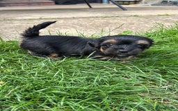 Yorkshire Terrier dogs for sale: Puppies for sale  - Image 6