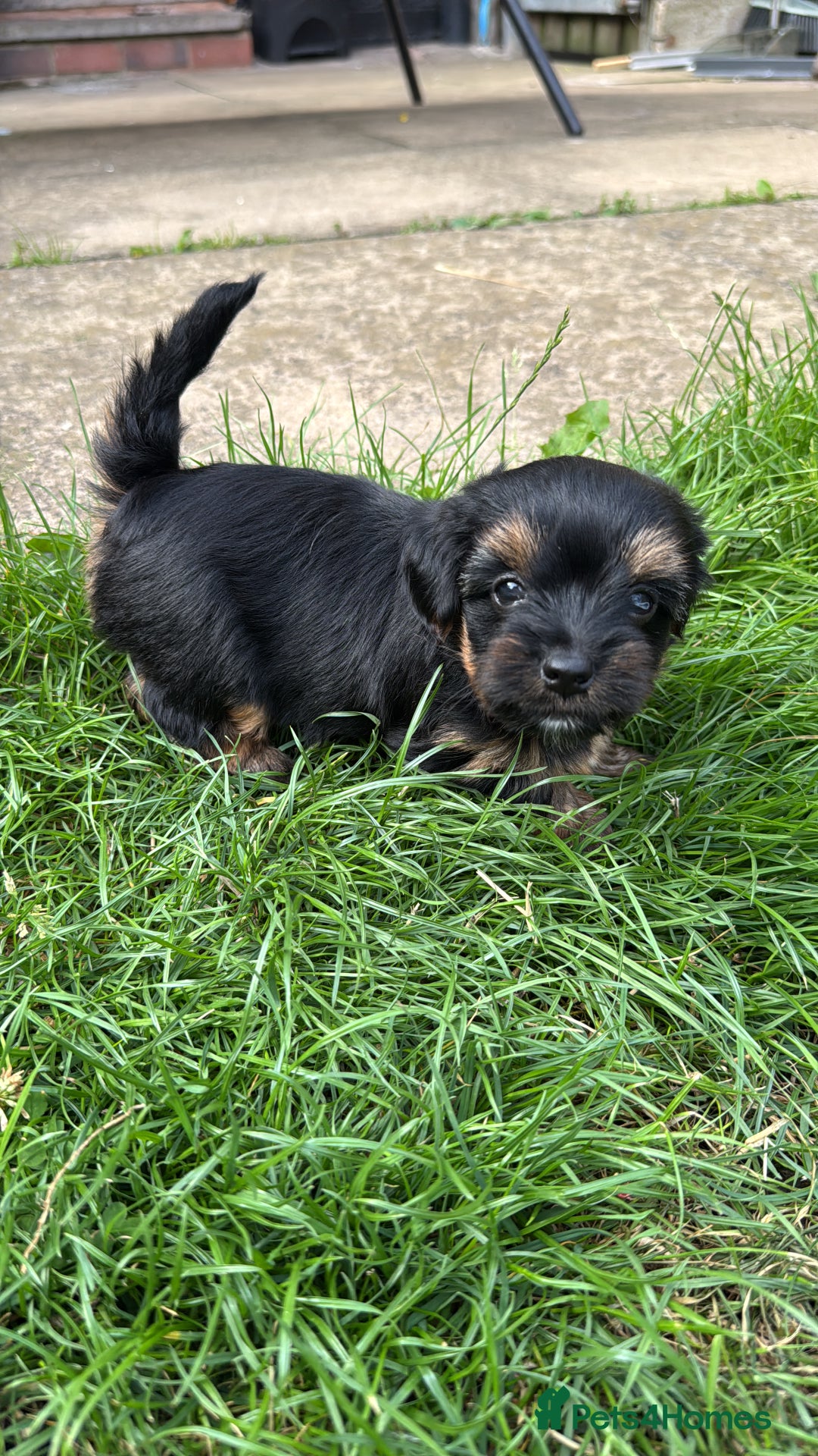 Yorkshire Terrier dogs for sale: Puppies for sale  - Image 6
