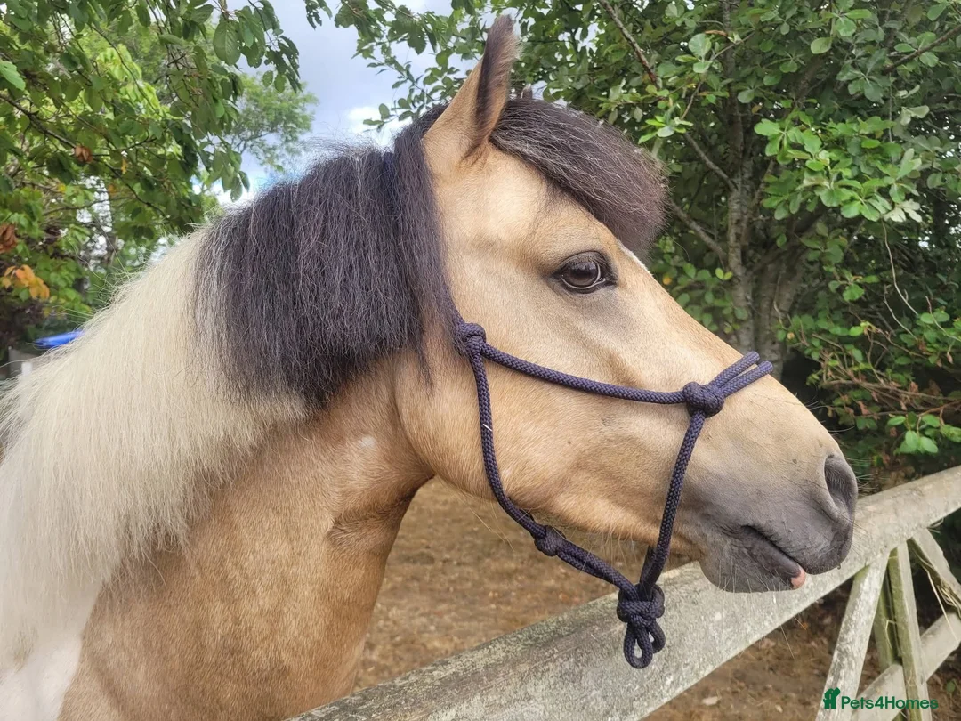 Welsh Section A horses for sale: BUCKSKIN AND WHITE 2 YRS 5 MNTHS COLT. - Advert 1