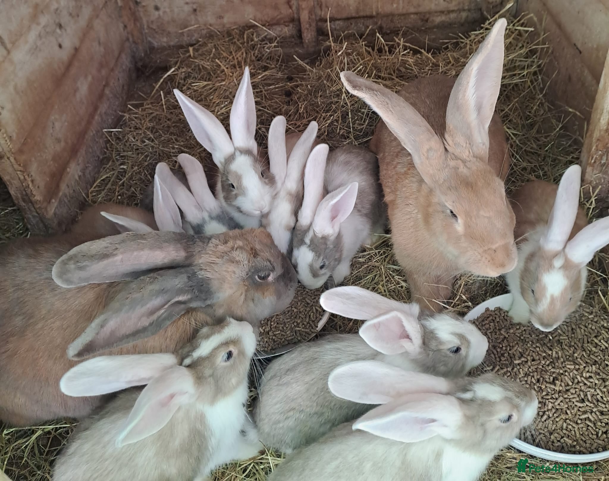 Continental Giant rabbits PURE Continental Giants - White Eared - Vaccinated - Advert 1