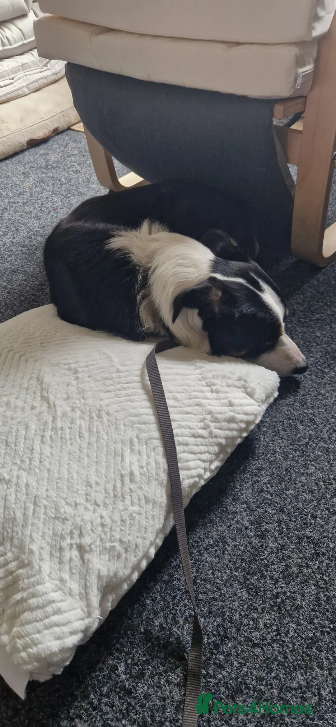 Border Collie dogs for sale: Border collie Peter  - Advert 2