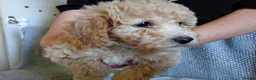 Poochon dogs for sale: F1 Poochon Puppies READY TO LEAVE *reduced* - Advert 20