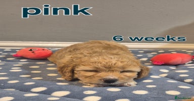 Cavapoochon dogs - Advert 1