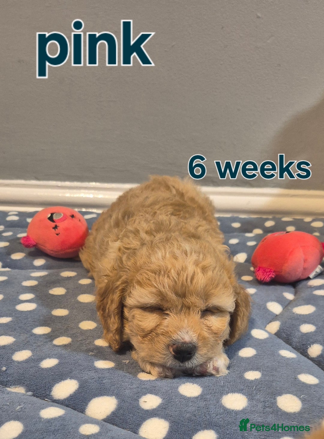 Cavapoochon dogs for sale: Litter of cavapoochons - Image 2