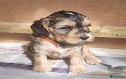 Cockapoo dogs for sale: Cockapoo's - Image 3