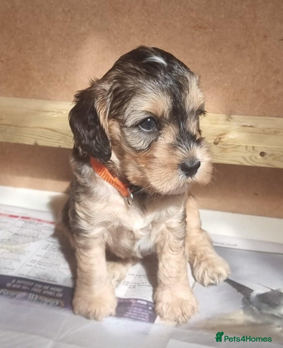 Cockapoo dogs for sale: Cockapoo's - Image 3