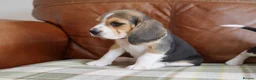 Beagle dogs for sale: Quality Health Tested Beagle Puppies - Advert 12