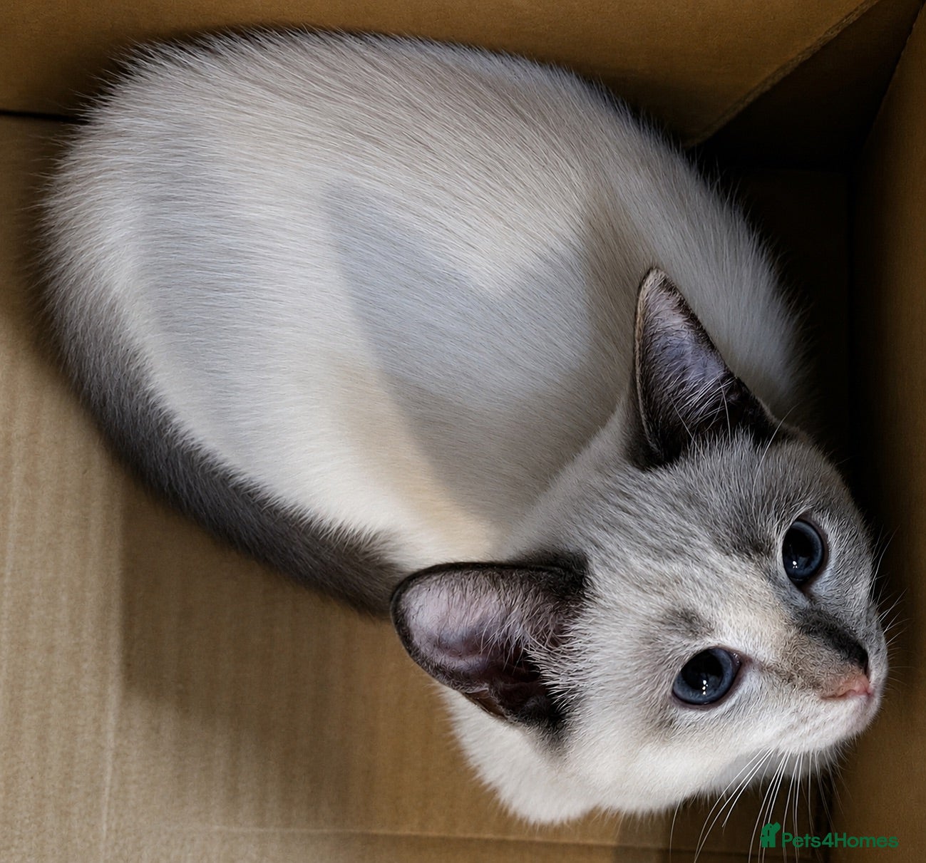 Siamese cats 3 Stunning Traditional Applehead Siamese Kittens - Advert 5