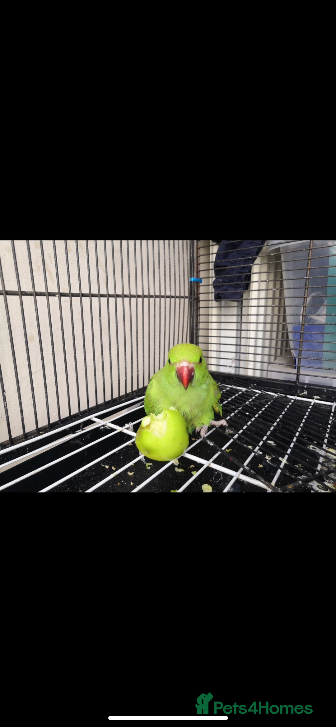 Ringnecks birds for sale: Ringneck  - Advert 6